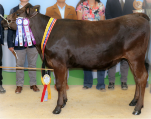 vaca wagyu negra tajima ganadora gran campeona