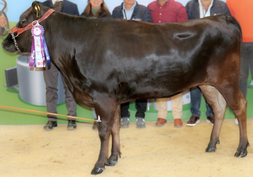 primer puesto campeona adulta wagyu negra tajima